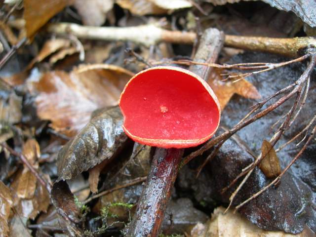 Le specie igrofile invernali